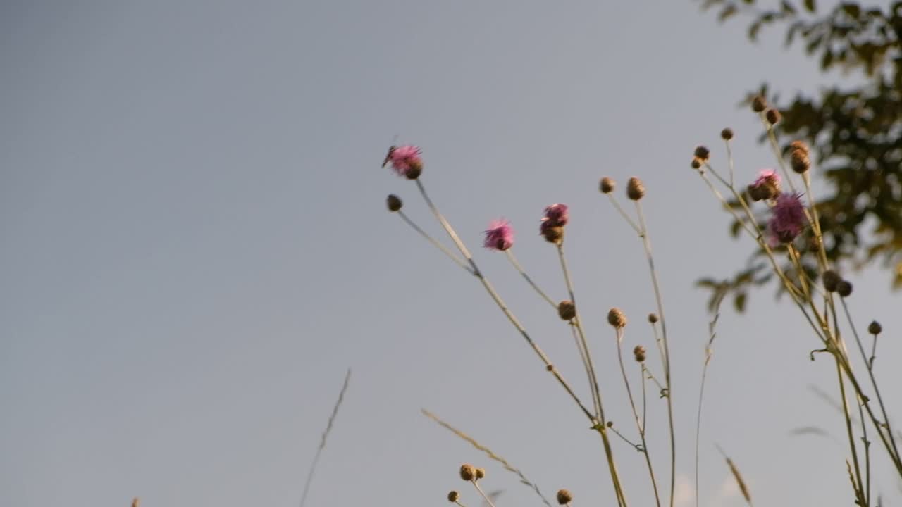 蓟花和昆虫授粉视频素材