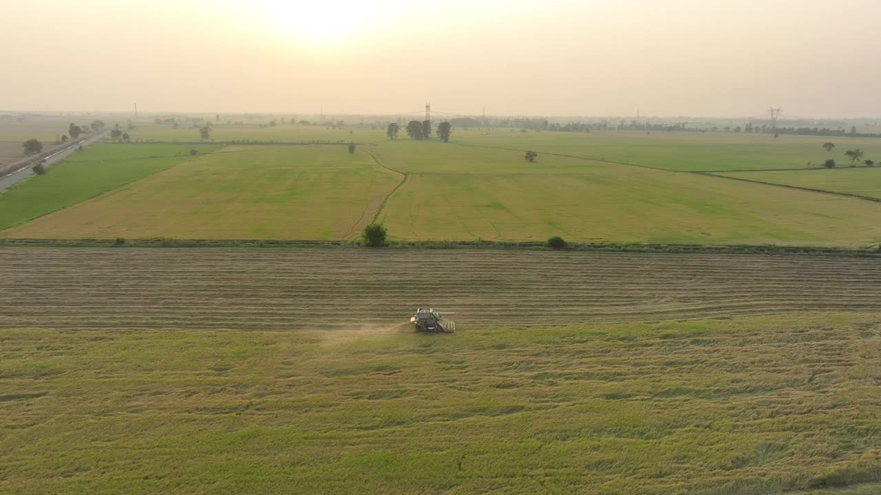 Aerial view of rice combine harvester in ripe paddy field.视频素材