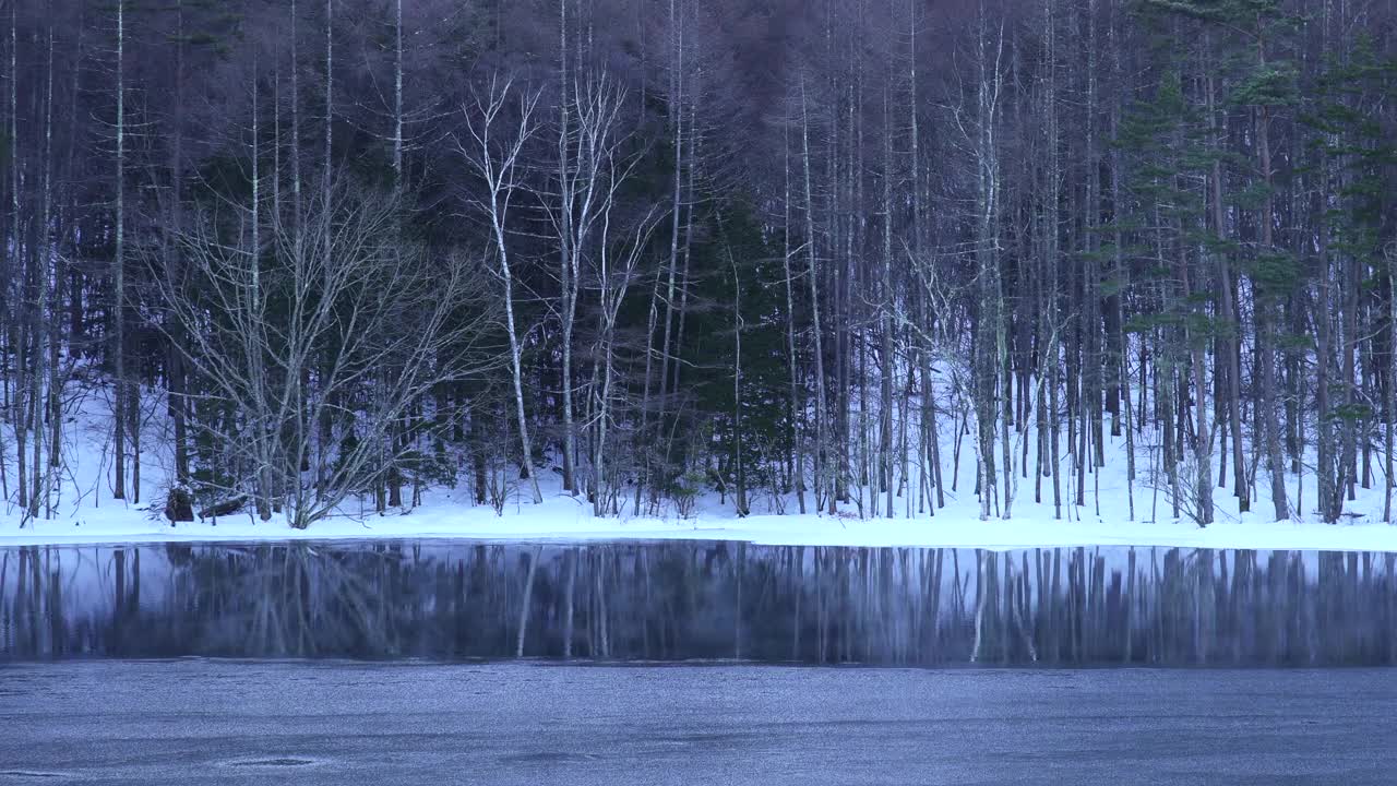 米沙卡池塘，一个冬天的早晨。冬天的树木倒映在水面上视频素材