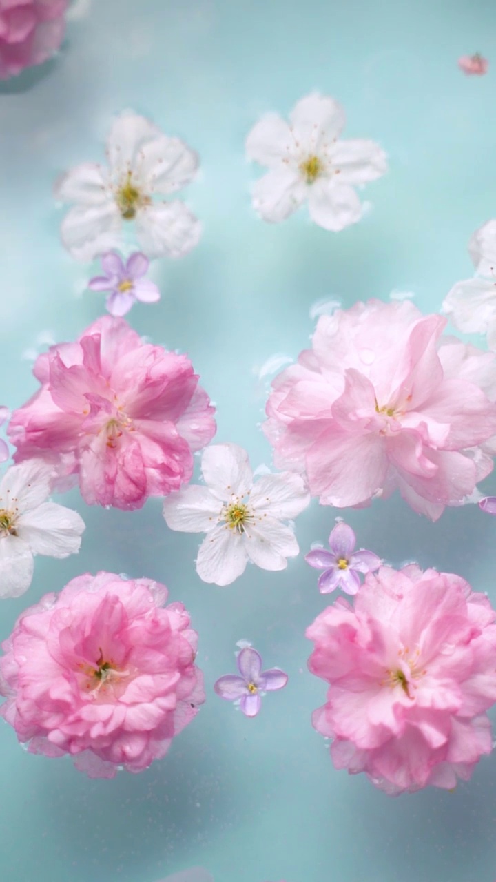 樱花和丁香花漂浮在水面上视频素材