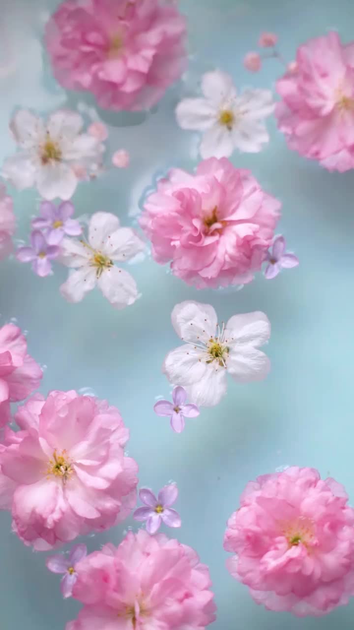 樱花和丁香花漂浮在水面上视频素材