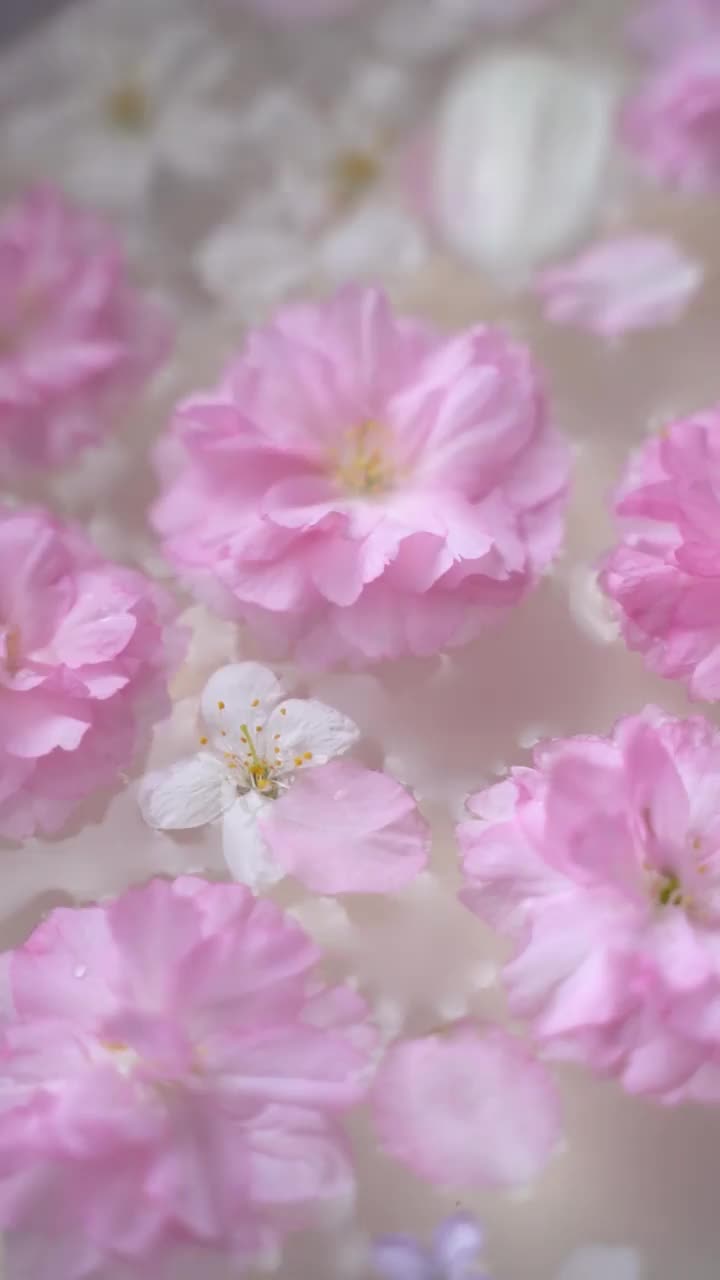 樱花、郁金香花瓣和丁香花漂浮在水面上视频素材