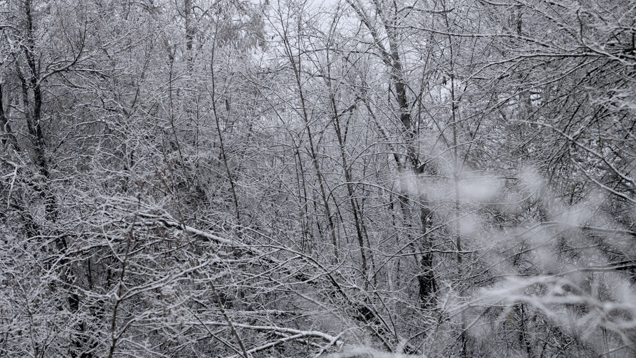 森林里飘落着真正平静的雪。冬天，天气寒冷，下雪。浪漫的仙境。神奇的风景，美丽的圣诞背景。缓慢的运动。视频素材