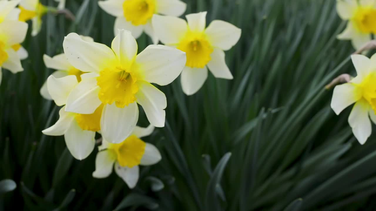 花园里的水仙花。黄色的水仙花在花园或公园里盛开。视频素材