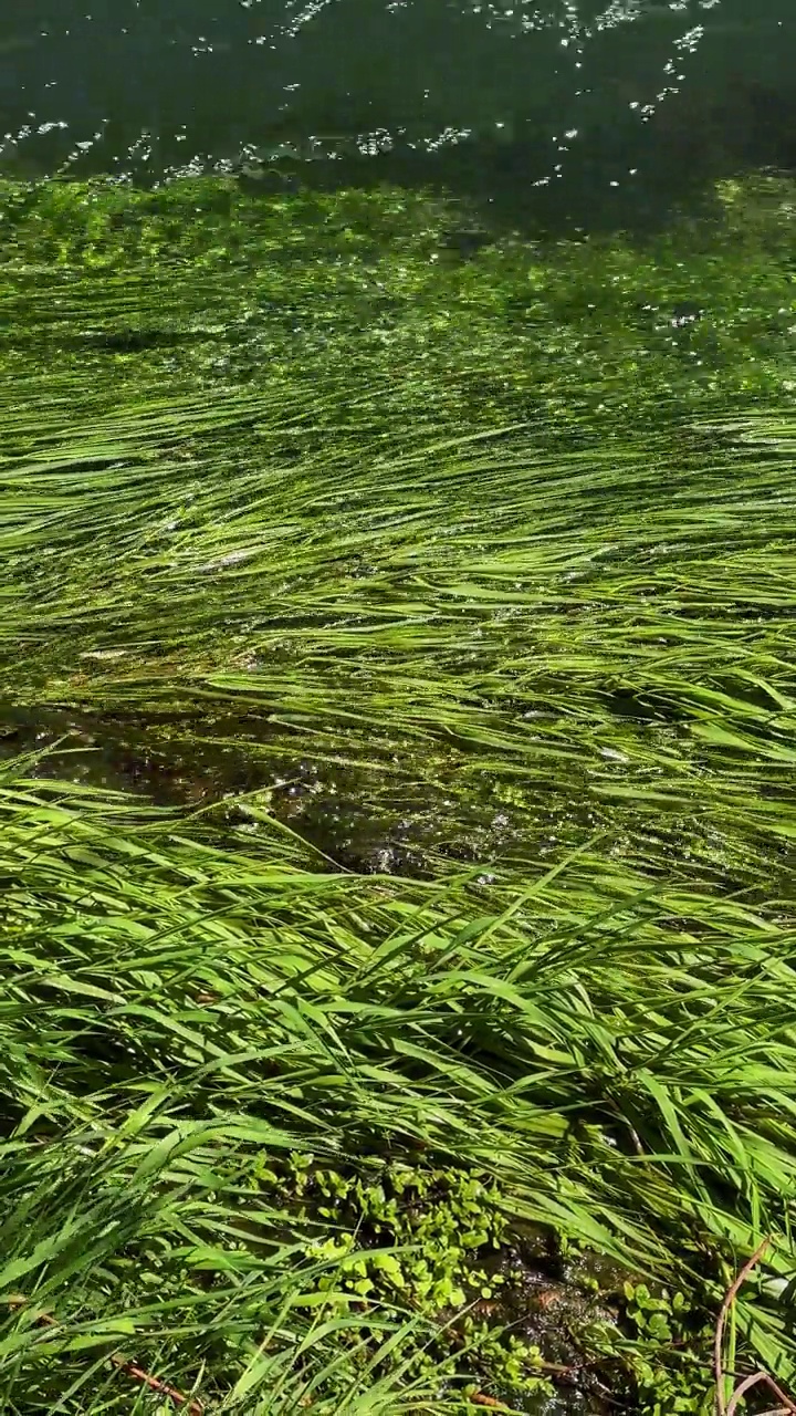 流动的河流和绿色的草地视频素材