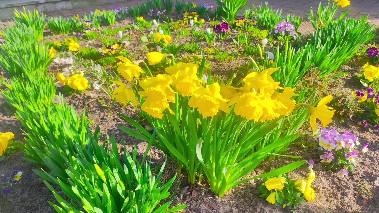 水仙(narcissus jonquilla)的花。视频素材