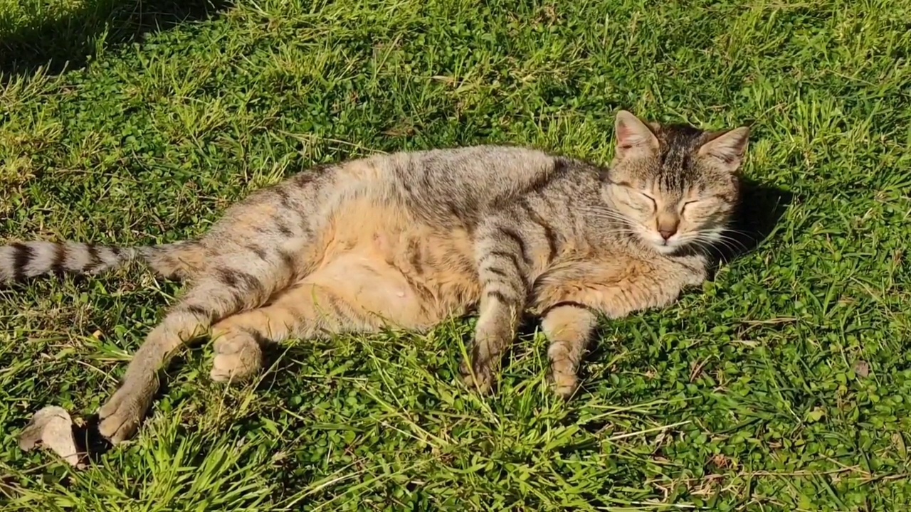 一只红色毛茸茸的流浪猫躺在公园的绿草地上休息视频素材