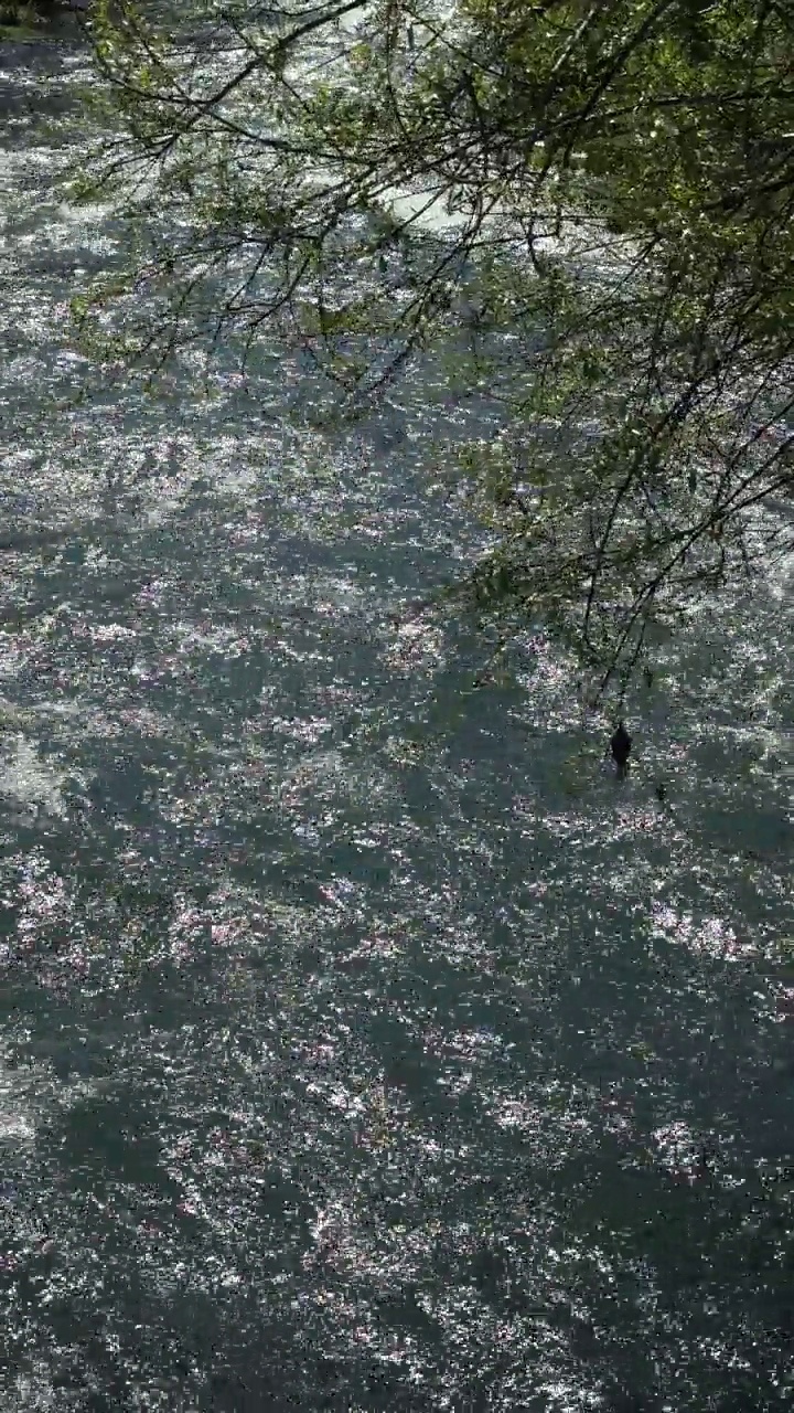 流动的河流视频素材