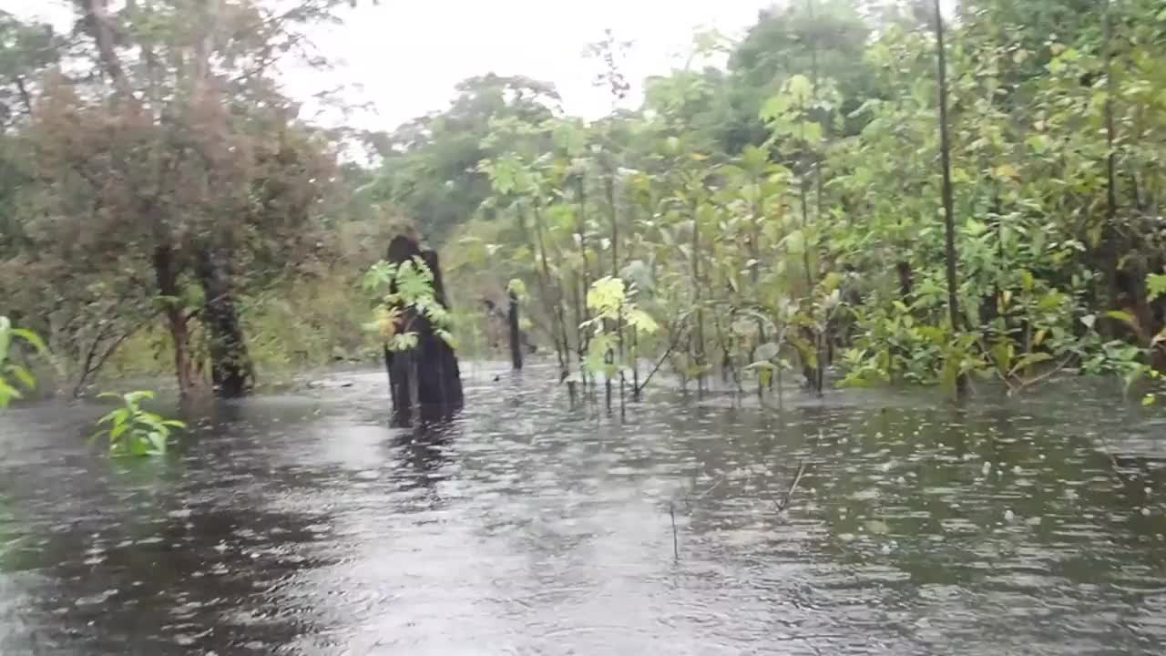 热带雨林暴雨视频素材