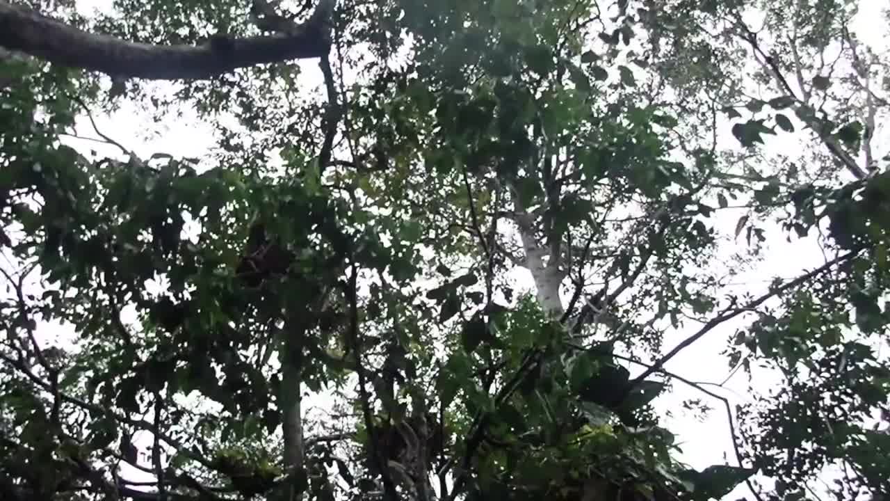 热带雨林暴雨视频素材