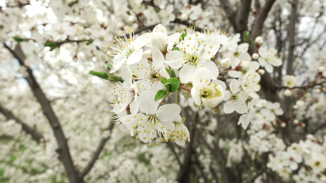 梅花枝上白花映春树迷离。梅花。树枝上有美丽的花朵。自然景观与开花的果树视频素材