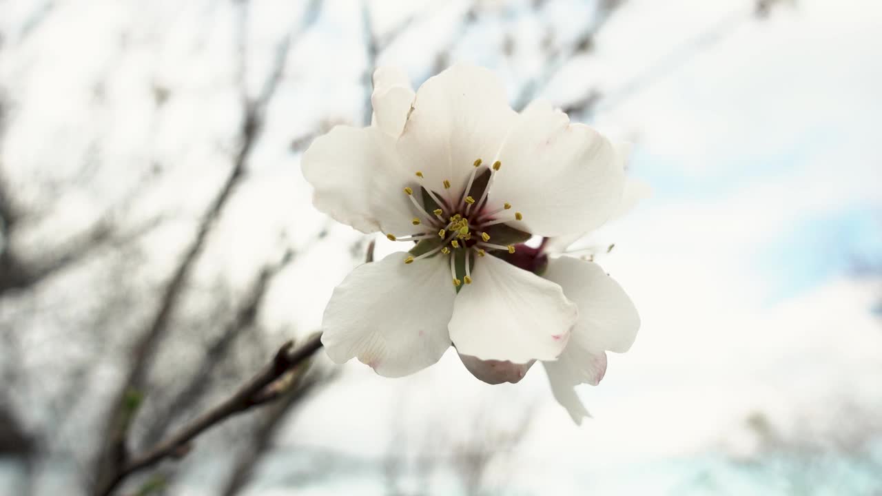 杏花盛开。慢动作特写盛开的杏树枝与花。春天盛开的树放大。盛开的果园树枝随风摇曳视频素材