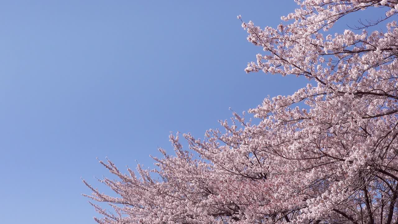 日本的风景，樱花盛开，湛蓝的天空视频素材