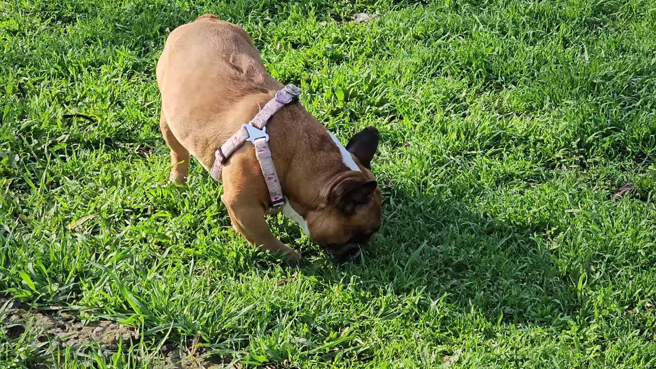 一只法国斗牛犬在散步时在草地上撒尿。动物的习惯。兽医诊所的内容。视频素材