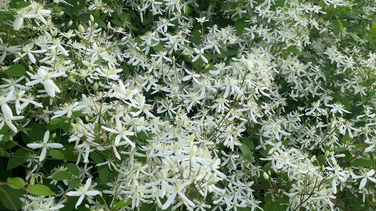 夏天的花园里，美丽的花朵，小白花在风中摇曳视频下载