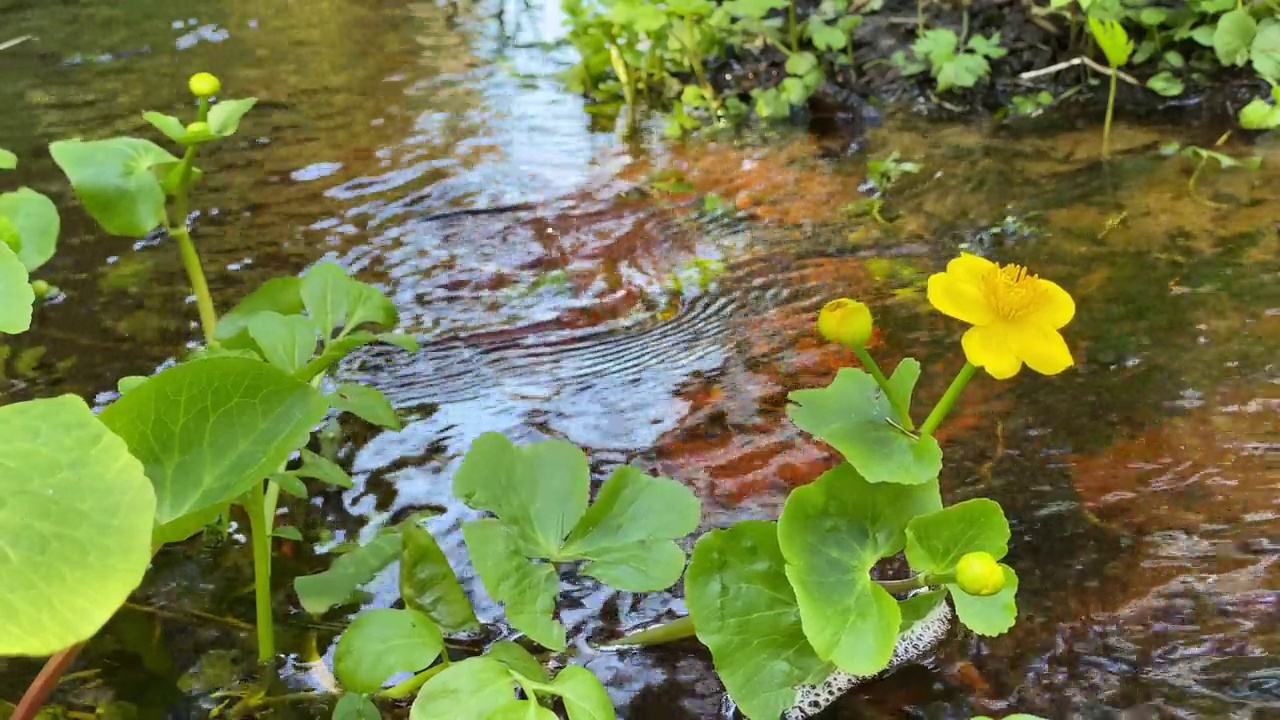 春天的森林溪流，特写的绿色草药，叶子和黄色的花在水的背景视频下载