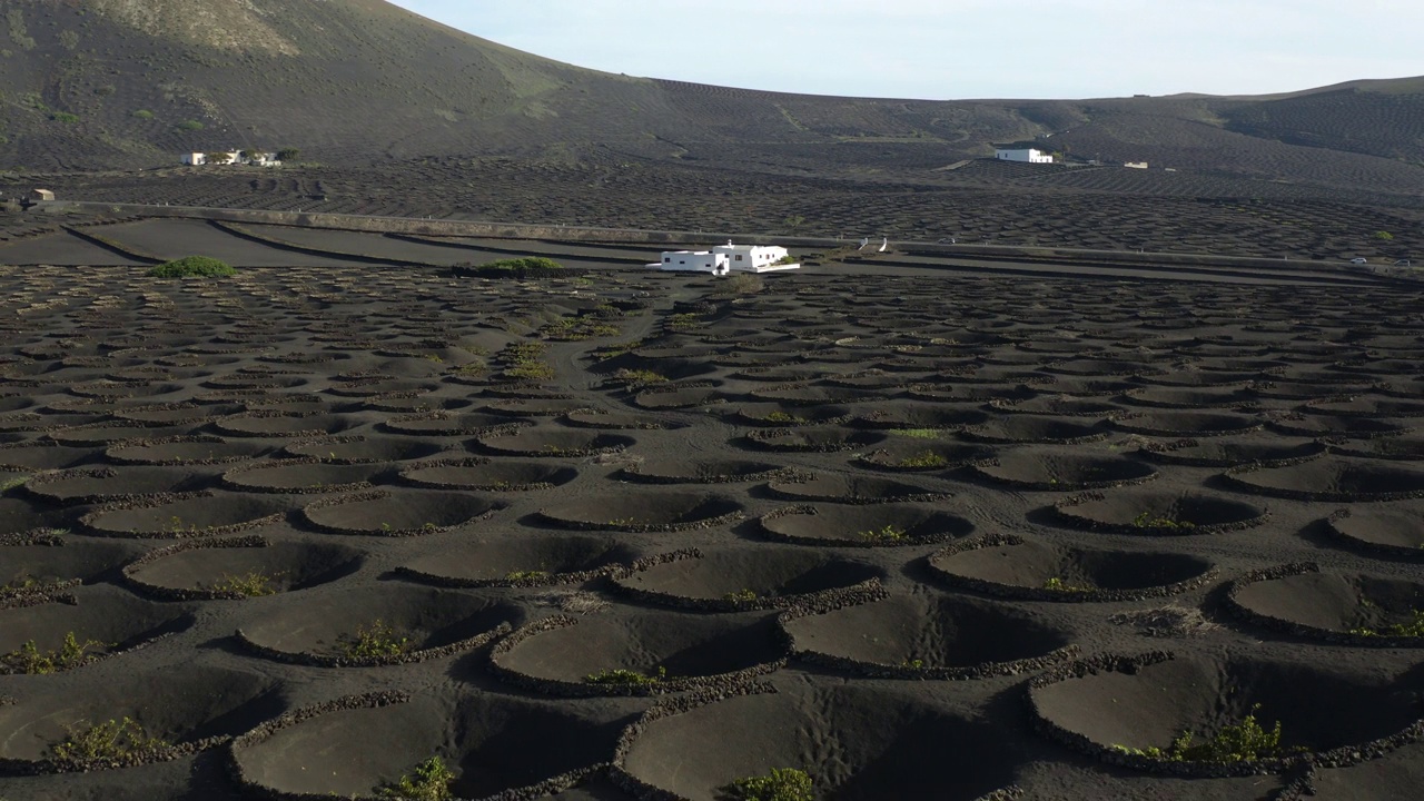 兰萨罗特岛火山葡萄园鸟瞰图视频素材