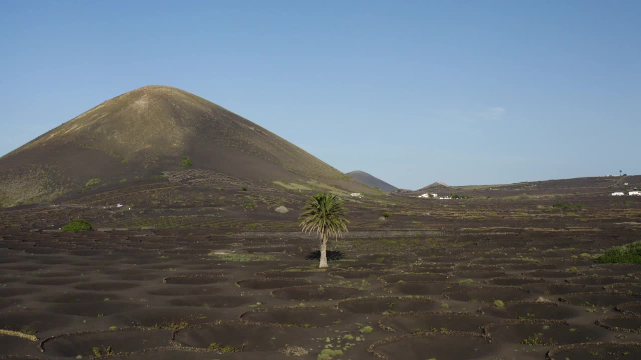 兰萨罗特岛火山葡萄园鸟瞰图视频素材