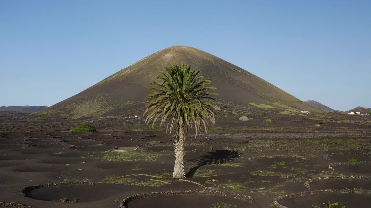 兰萨罗特岛火山葡萄园鸟瞰图视频素材