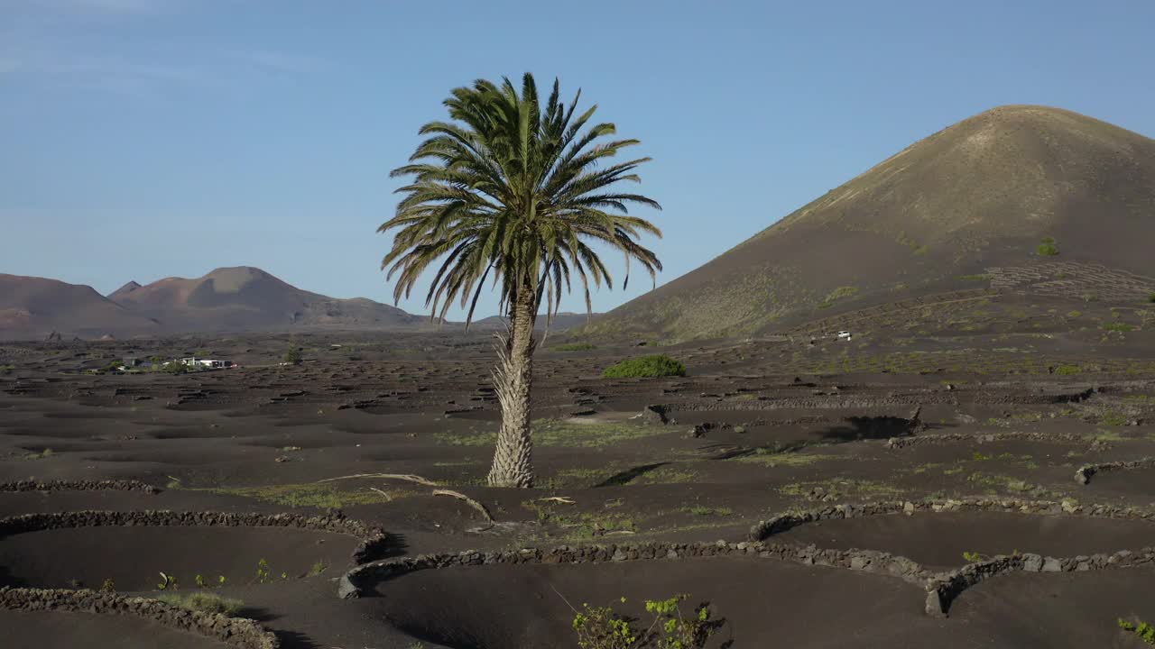 兰萨罗特岛的棕榈树和火山葡萄园鸟瞰图视频素材