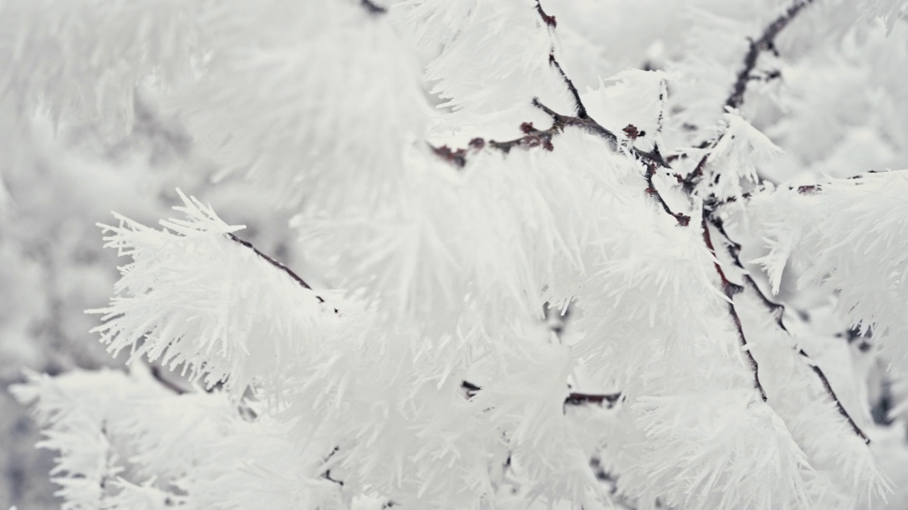 树枝上覆盖着白霜，初雪，冰晶。冬天霜冻的早晨视频素材