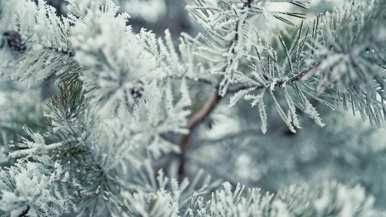 松树、云杉的树枝上覆盖着白雪、白霜。被雪包围的针叶树。视频素材