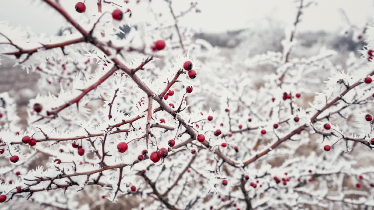 红玫瑰果果，枝头被雪覆盖，冬天霜冻。狗牙蔷薇视频素材