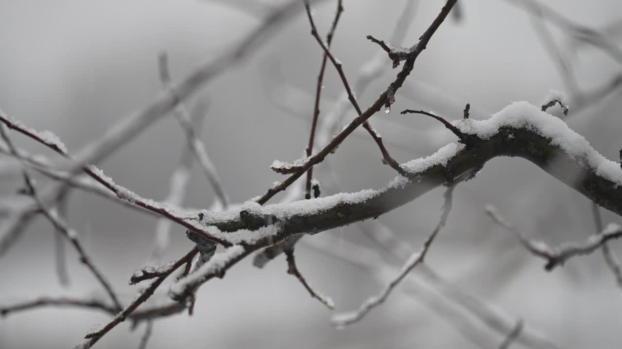 第一场雪的背景。飘着雪花的树枝。真正的冬天，天气寒冷，下雪。浪漫的仙境。魔幻山水，美丽圣诞。缓慢的运动。视频素材