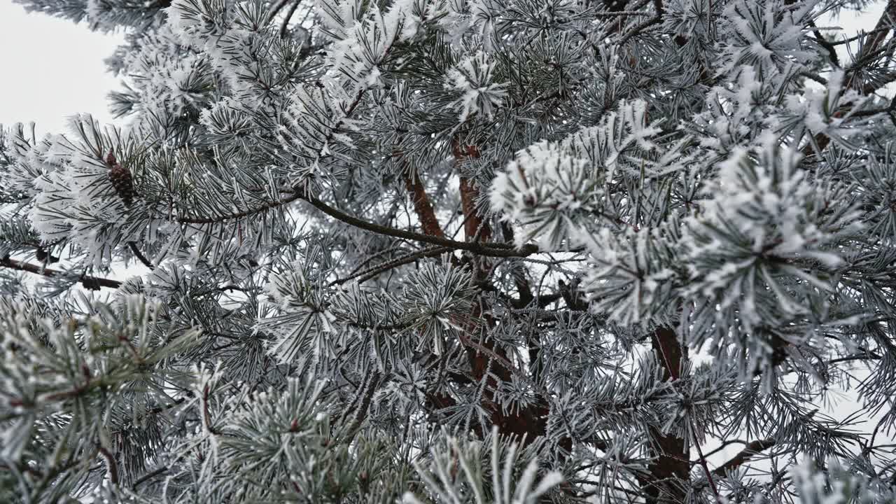 松树、云杉的树枝上覆盖着白雪、白霜。被雪包围的针叶树。视频素材