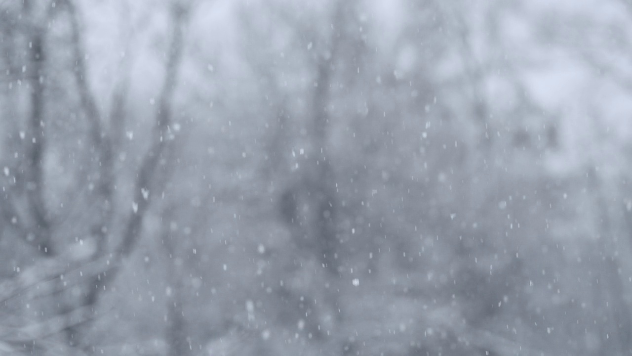 真正的降雪，冬天的雪在森林树木的背景下。抽象的白色尘埃颗粒。非常适合圣诞节或新年项目。视频素材