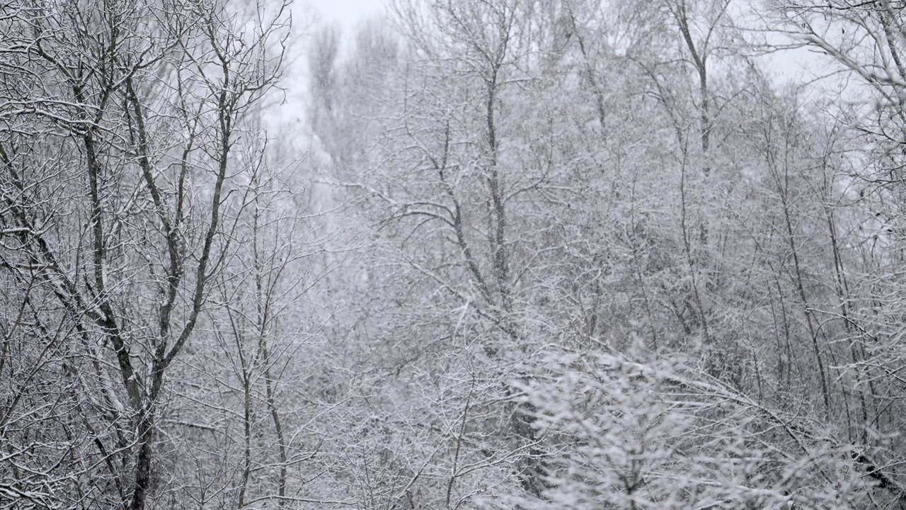 森林里飘落着真正平静的雪。冬天，天气寒冷，下雪。浪漫的仙境。神奇的风景，美丽的圣诞背景。缓慢的运动。视频素材