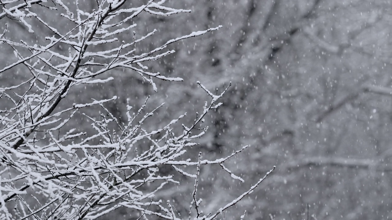 森林里飘落着真正平静的雪。冬天，天气寒冷，下雪。浪漫的仙境。神奇的风景，美丽的圣诞背景。缓慢的运动。视频素材