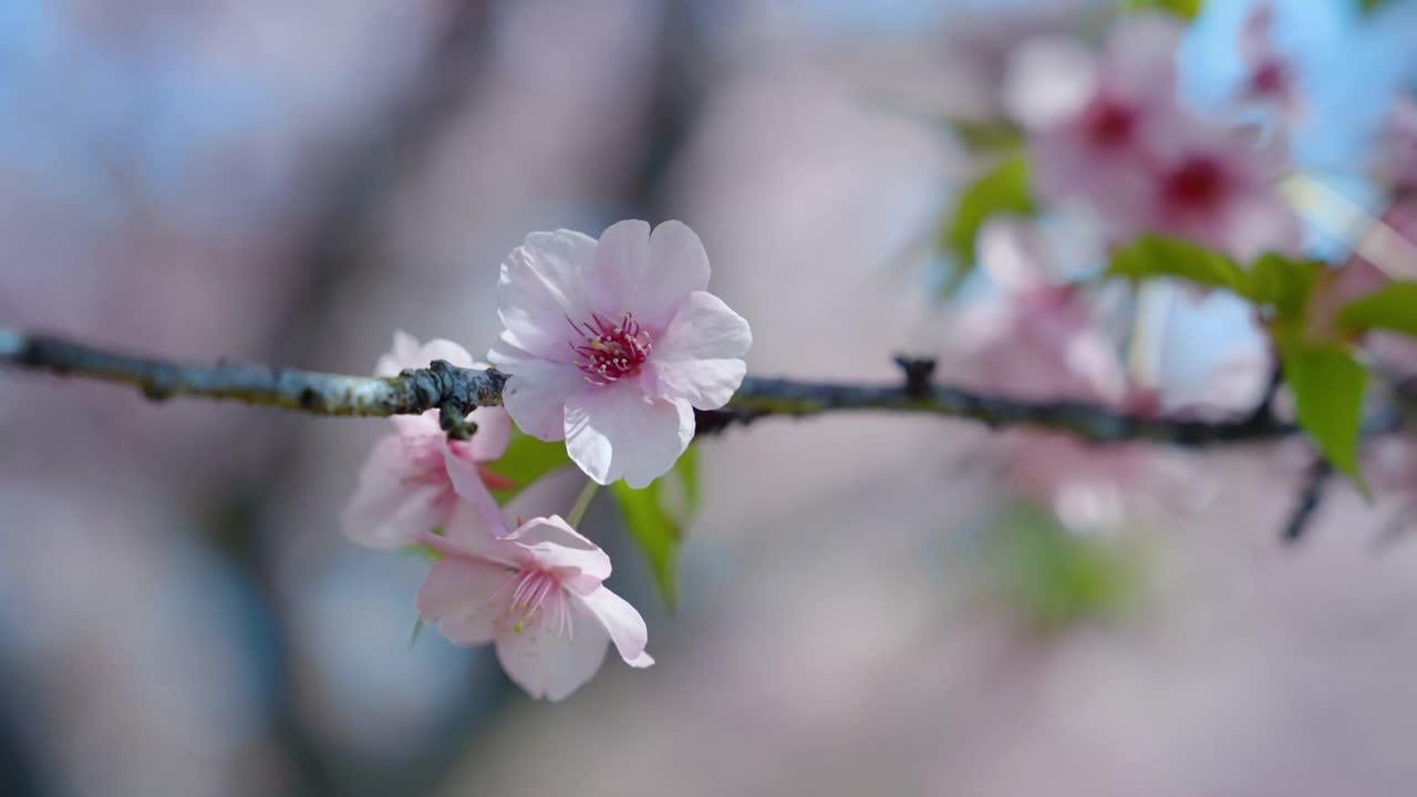 4K，慢镜头，特写，粉色的樱花，美丽的花朵，从树干上伸出树枝，在风中摇曳。冬天气候凉爽，冬花盛开。视频素材