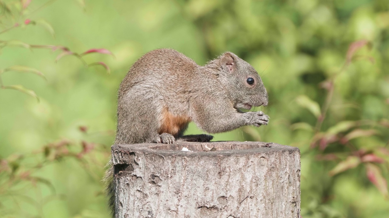 可爱的红腹松鼠(Callosciurus erythraeus)在树干上吃坚果，自然森林背景，4k慢动作镜头。视频素材