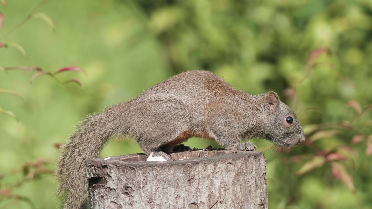 可爱的红腹松鼠(Callosciurus erythraeus)站在树干上，气味静止，自然森林背景，4k慢动作镜头，可循环效果。视频素材