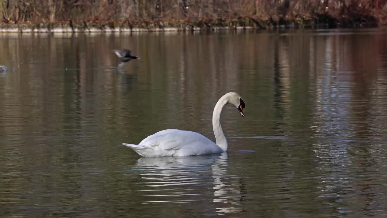 疣鼻天鹅(Cygnus olor)是天鹅的一种，也是水鸟家族天鹅科的一员。视频素材