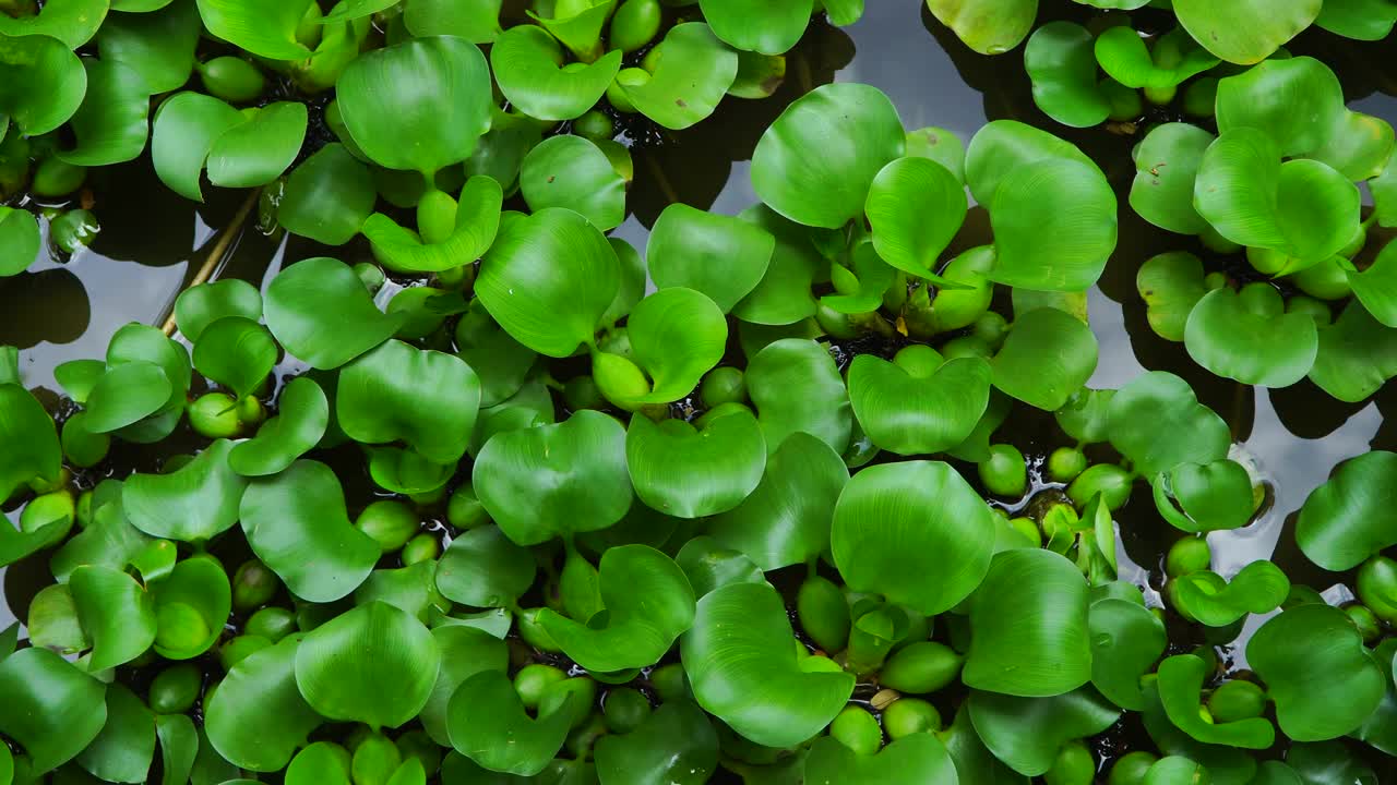 水葫芦植物在自然界的镜头视频素材