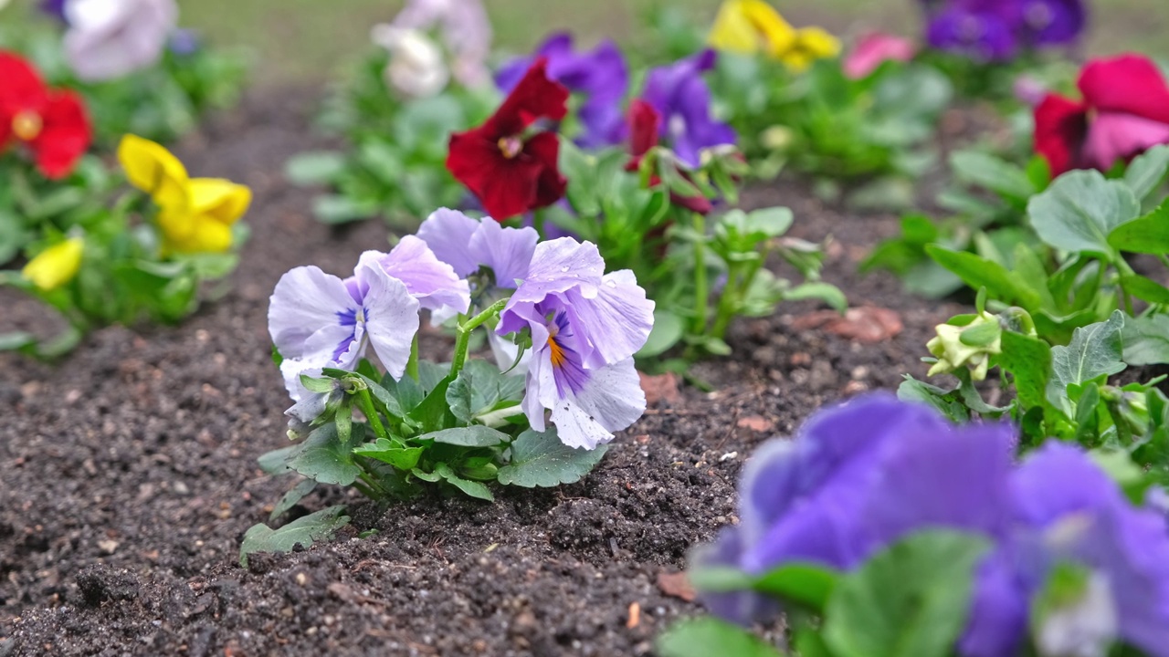 公园植物园内五颜六色的紫黄色三色堇花视频素材