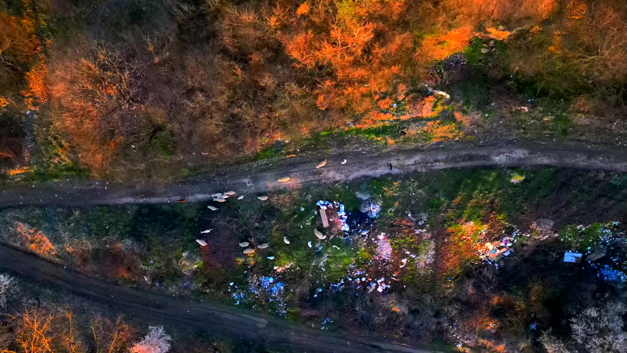 从空中俯瞰山羊和绵羊在路上行走视频素材