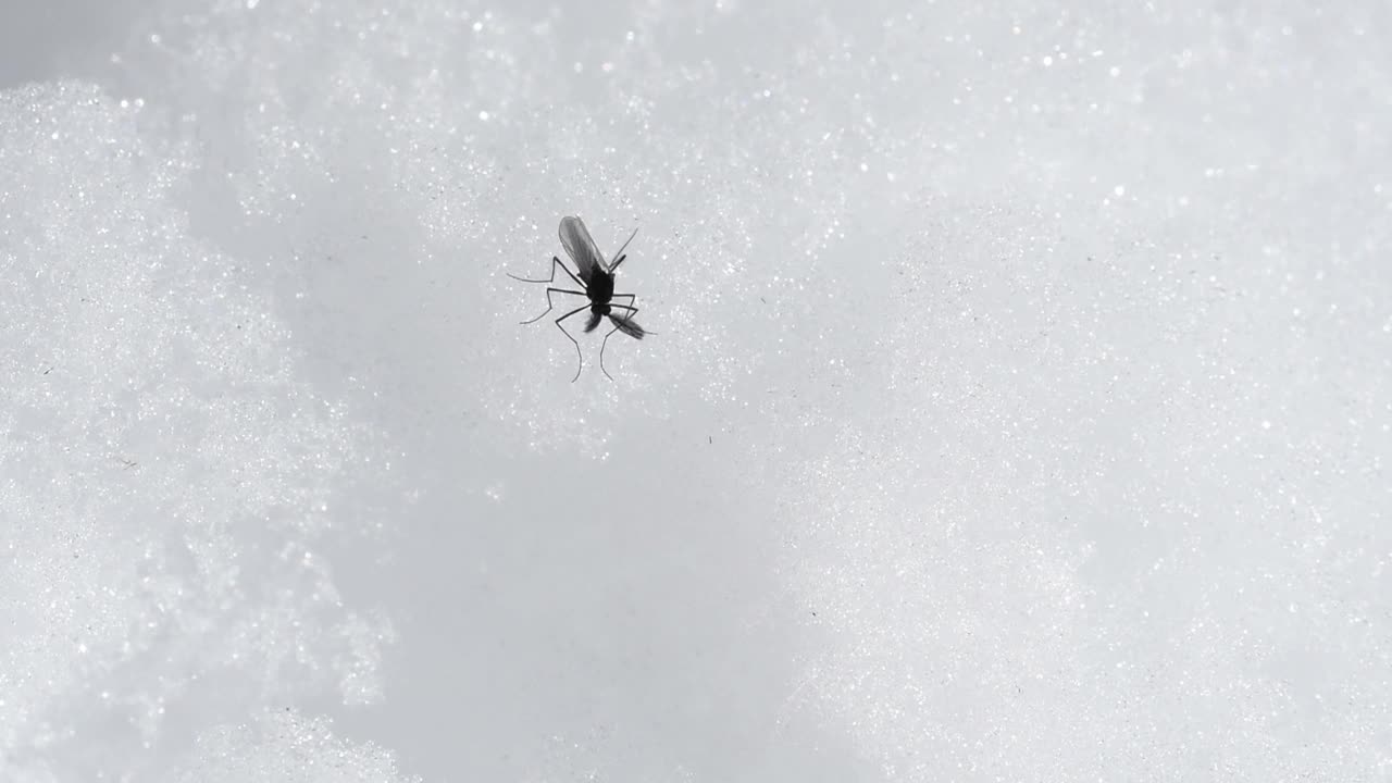 雪上的蝉，视频素材
