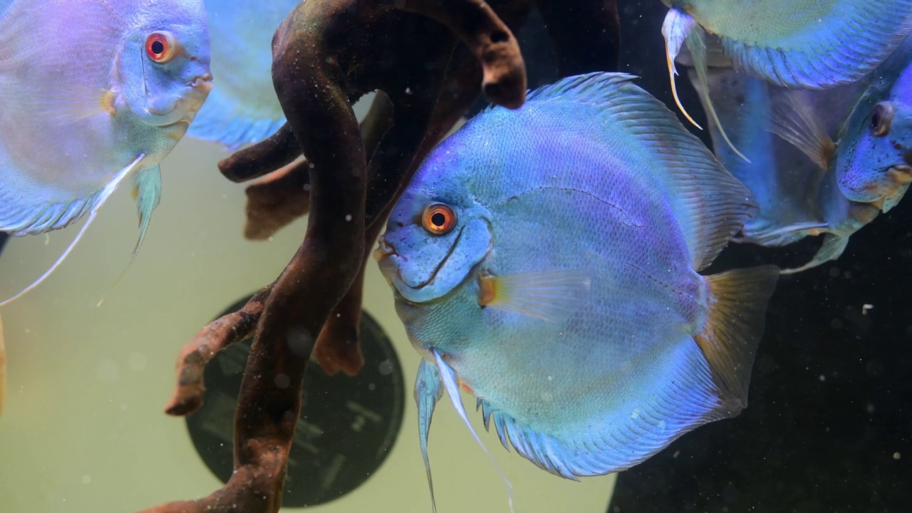 水族馆里蓝色的铁饼鱼特写视频下载