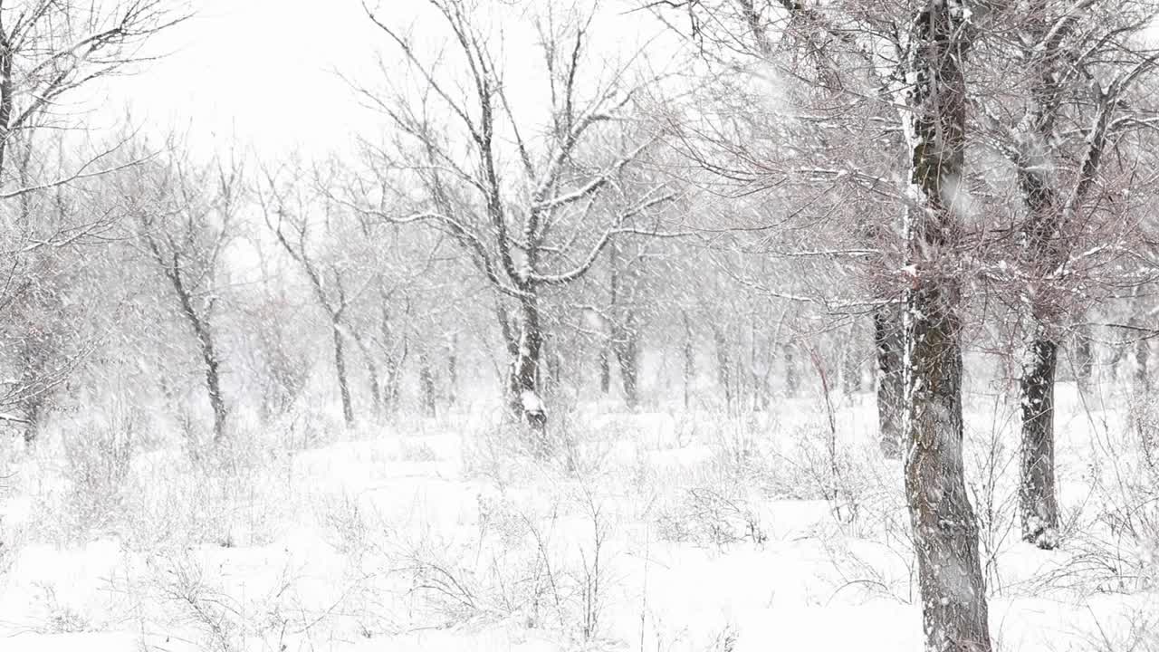 冬天公园里的树下雪了视频素材