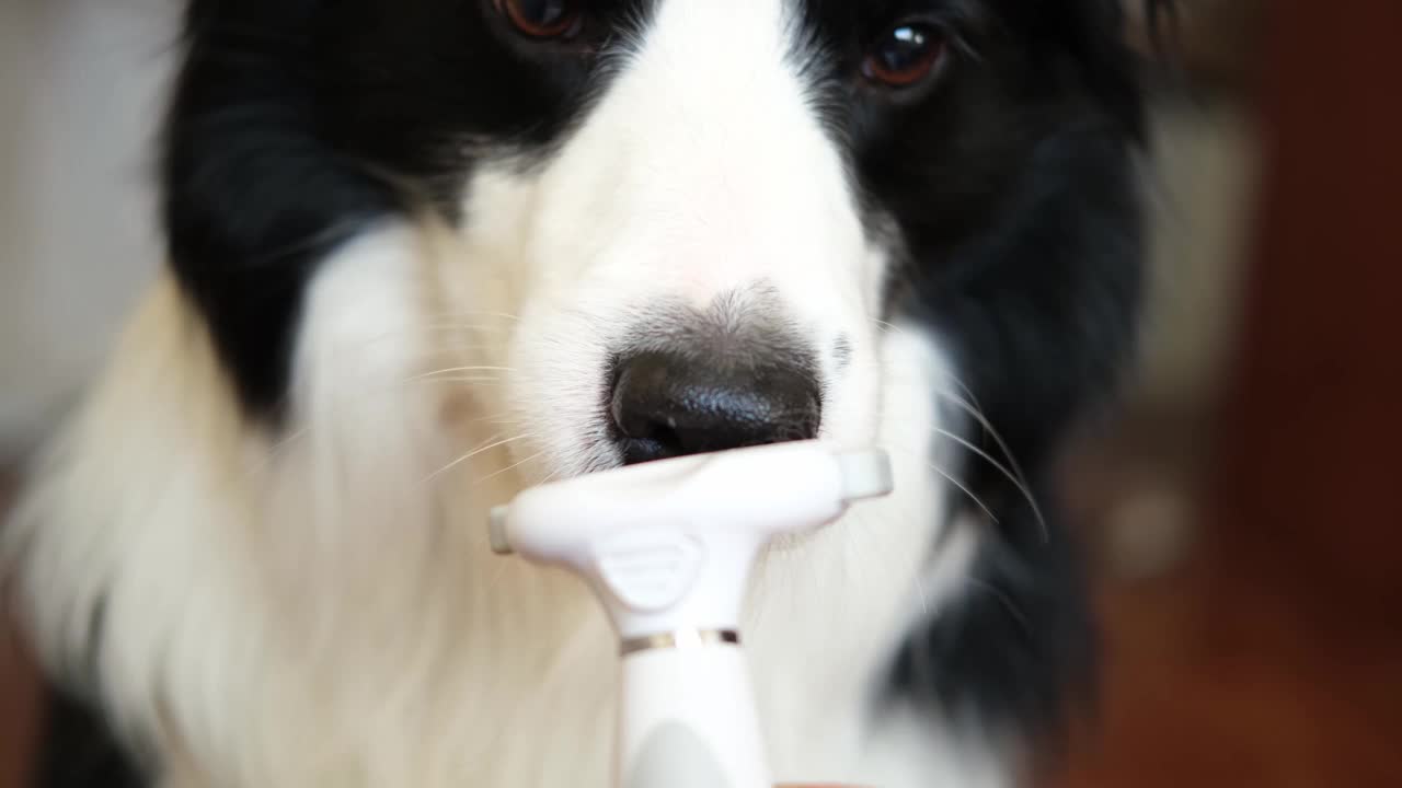 春天秋天换毛。主人用毛刷梳理小狗狗边境牧羊犬。毛茸茸的狗在每年春季或秋季蜕皮。宠物卫生过敏修饰概念。视频素材