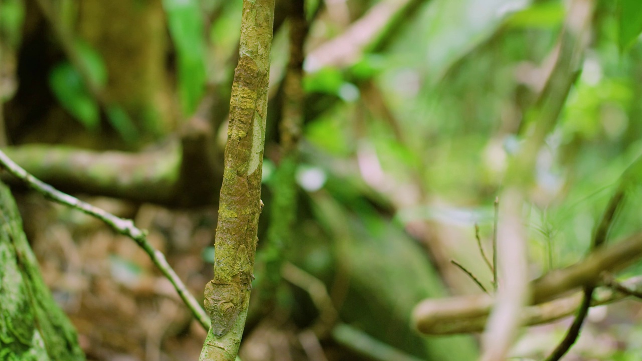 近距离苔藓叶尾壁虎伪装在一棵树上，马达加斯加。Uroplatus sikorae视频素材