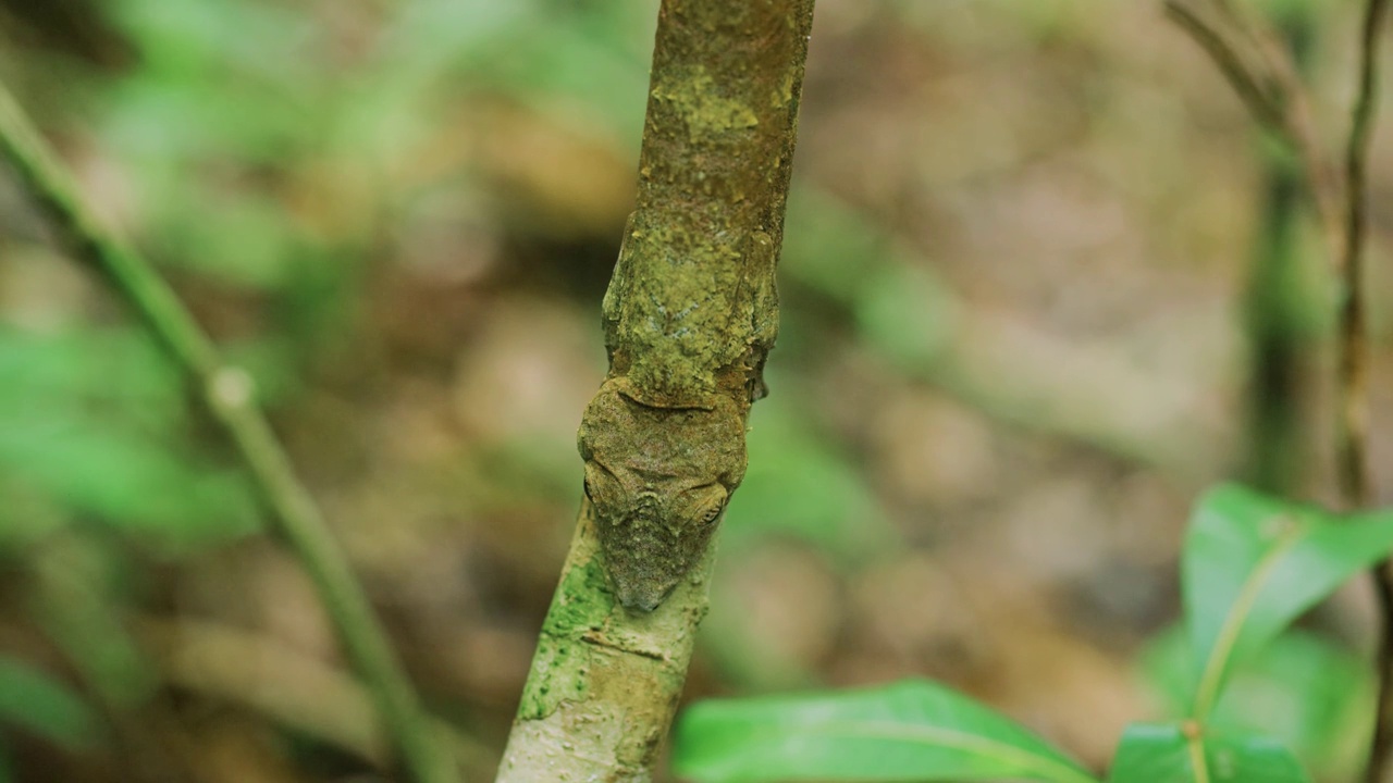 近距离苔藓叶尾壁虎伪装在一棵树上，马达加斯加。Uroplatus sikorae视频素材