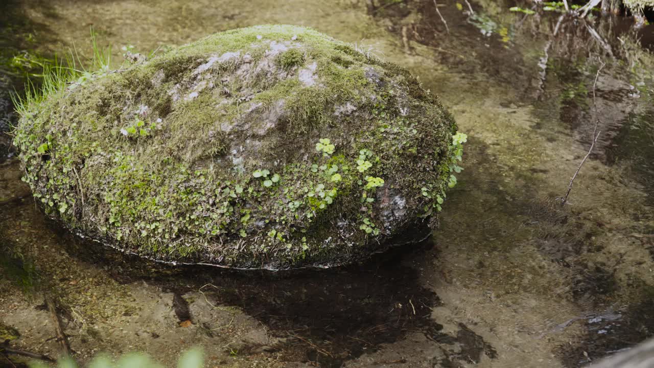 大片的石头上长满了青苔，青草躺在阳光下清澈的河水里。视频素材