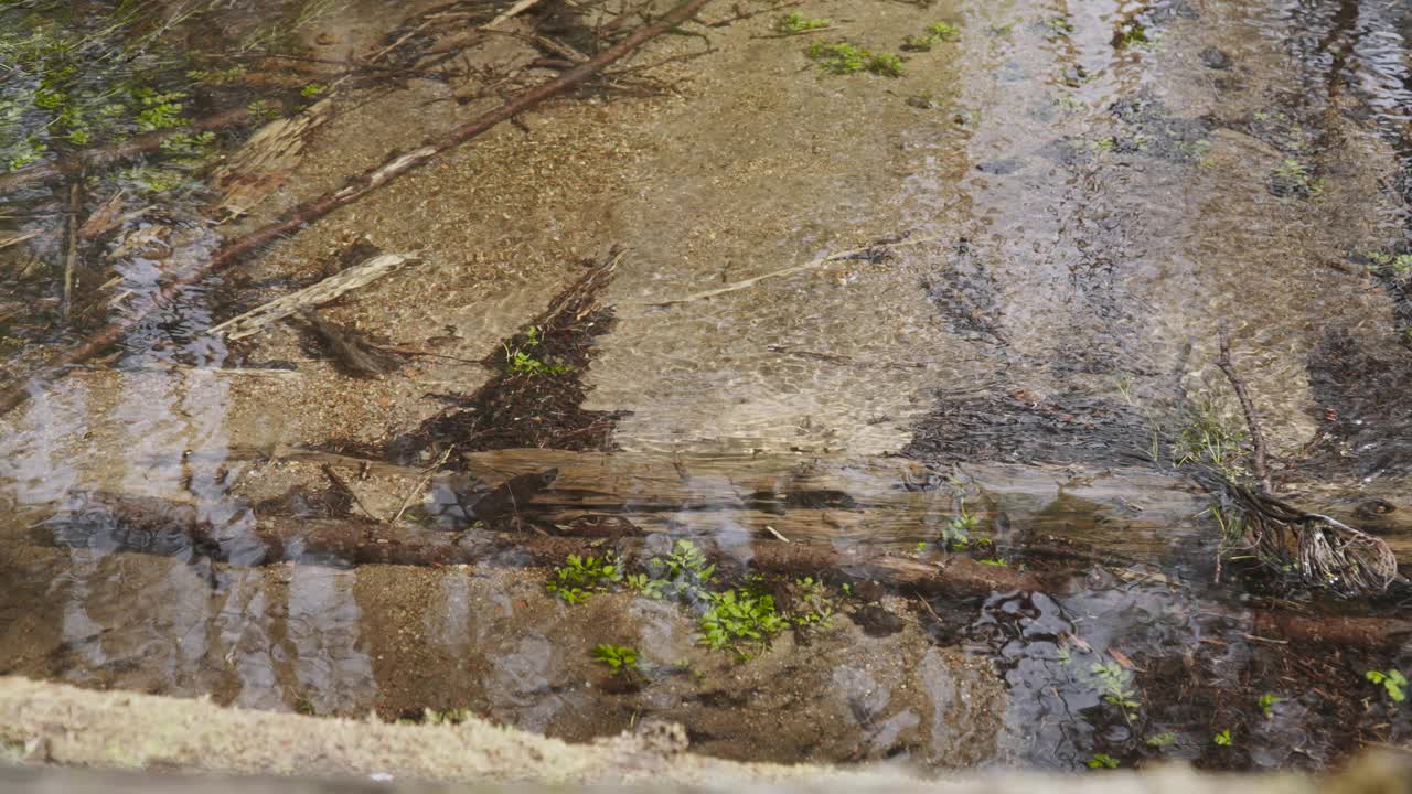 流动的河流，清澈的水库的淡水。砂质底。视频素材