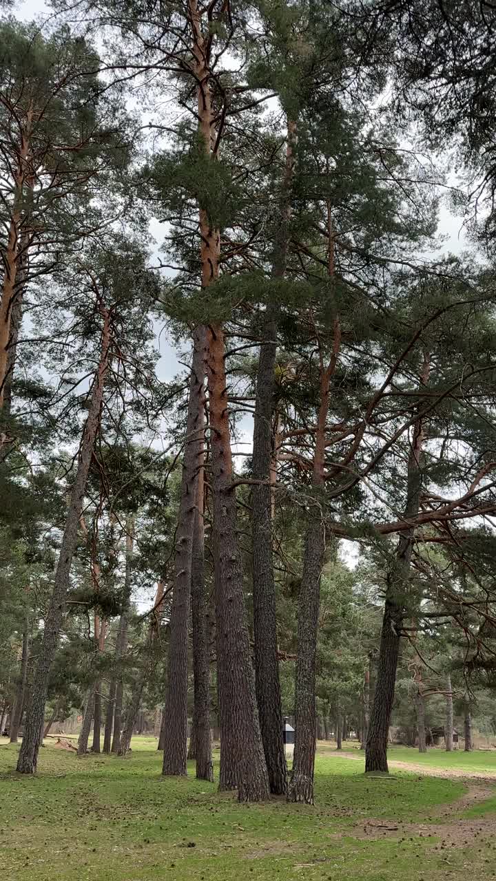 垂直的松树在微风中摇曳，在春天的微风中，田野里长满了新鲜的草视频素材