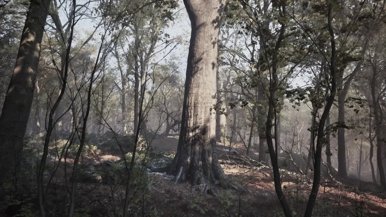 森林里温暖的秋景视频素材