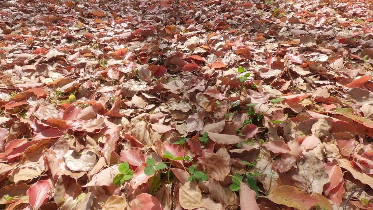 落叶散落在地上，植物在它们之间的缝隙中生长。视频下载